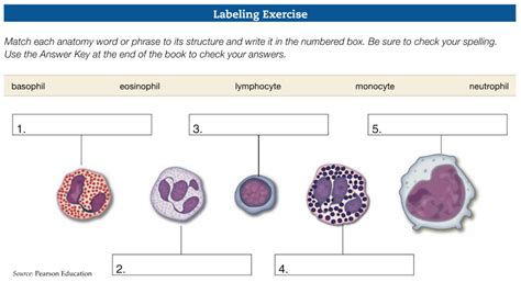 Ch 6 Labeling Leukocytes Diagram Quizlet