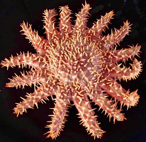 Crown Of Thorns Starfish Beautiful Sea Creatures Ocean Pictures