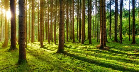 Summer Morning In Calm Forest · Free Stock Photo