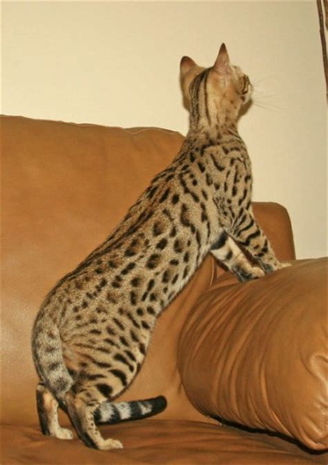 Larger than normal cats, they are highly energetic, intelligent, and sociable pets. F4 Savannah Kittens for Sale | F4 Serval Queen | Savannah ...