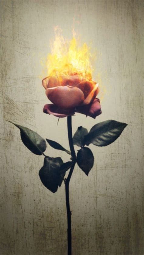 Aesthetic Burning Aesthetic Rose On Fire Largest Wallpaper Portal