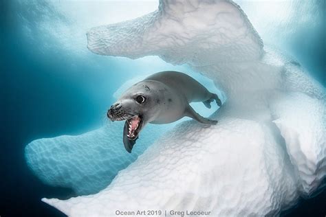 Najpiękniejsze Zdjęcia Podwodnego świata Wybrane Foto