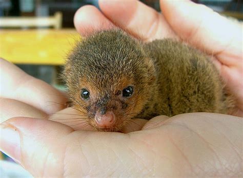 What does baby diarrhea look like? Spotlight on: Cute Baby Mongooses | Baby Animal Zoo