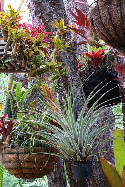 The Worlds Best Photos Of Bromeliads Flickr Hive Mind Plants Air