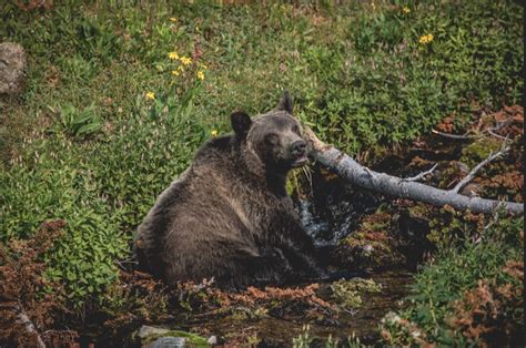 Will Yellowstones Grizzly Bears Remain Forever Isolated Wyofile