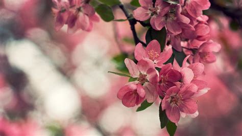 Free Download Blossom Flower Wallpapers Hd Images Spring In Cherry