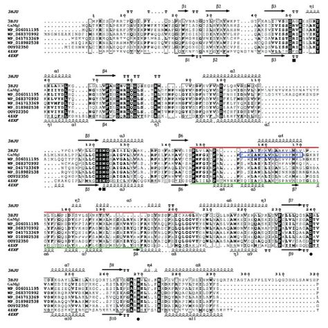 Multiple Sequence Alignment Of Gnmgl With Its Bacterial And