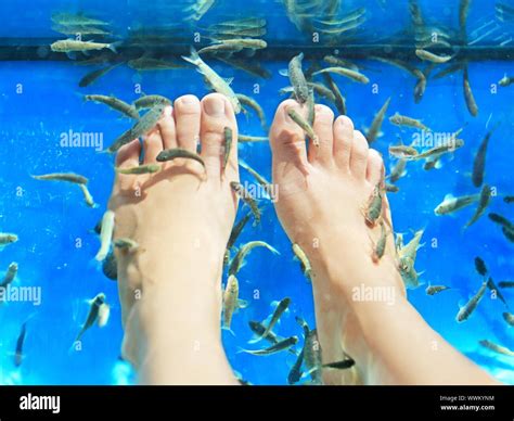 Fish Spa Pedicure Rufa Garra Fish Spa Pedicure Massage Treatment