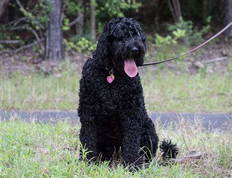 Giant Schnoodle Giant Schnauzer And Poodle Mix Info Pictures Facts