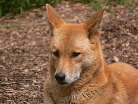 Dingo Canis Lupus Dingo Pictionary Wiki Wild Dogs