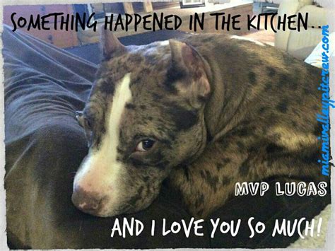 39 Best Images About Pit Bull Memes On Pinterest Smiling