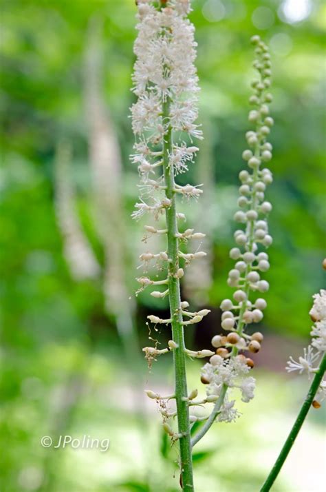 Maybe you would like to learn more about one of these? Black Cohosh, Asheville, NC | Wild flowers, Black cohosh ...