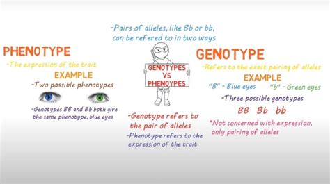 What Is The Difference Between Genotype And Phenotype In Detail