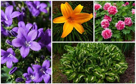 15 Perennials That Grow In Zone 4 Garden Lovers Club
