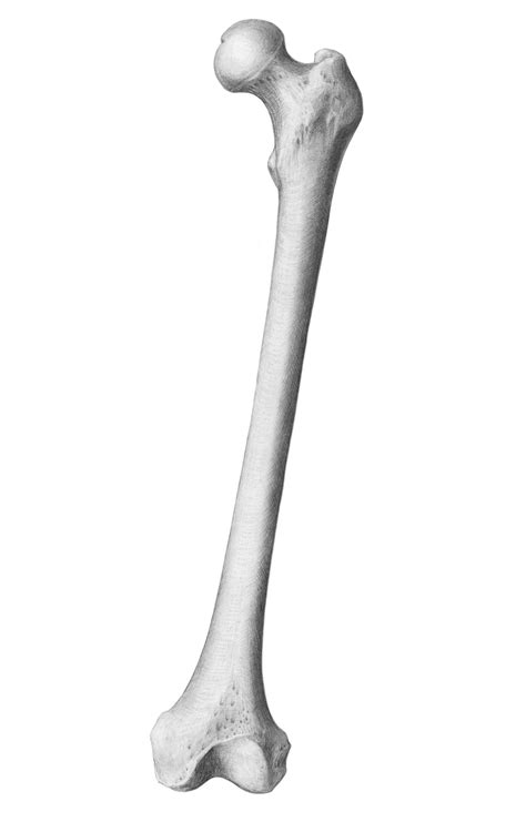 The Bone Of A Dog Is Shown In Black And White