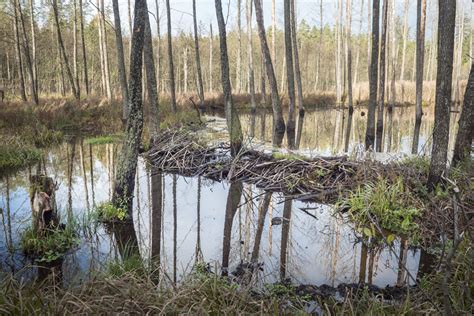 Historyczne podlasie obejmuje centralną i południową część województwa podlaskiego, północny wschód i północ województwa lubelskiego i wschodni skrawek województwa mazowieckiego. Podlasie! 25 ciekawych miejsc, które wyrwą Cie z butów ...