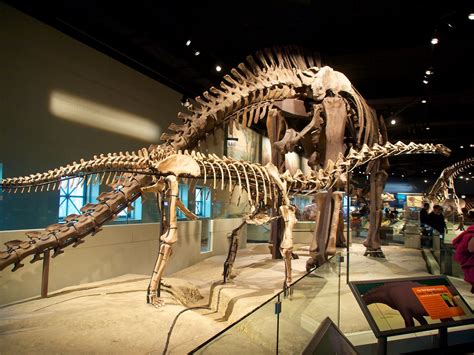 Dinosaur Field Museum Chicago Il Yuxuan Wang Flickr