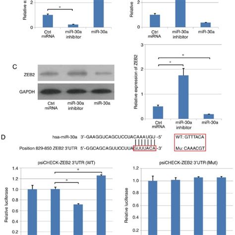 Expression Level Of Zeb Is Directly Regulated By Mir A Effects Of