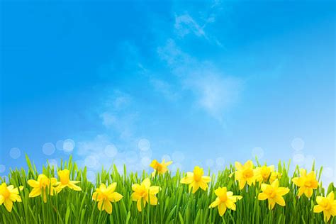 13700 Daffodils Sky Stock Photos Pictures And Royalty Free Images Istock