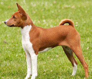 Look at pictures of basenji puppies who need a home. Dogs, Puppies for Sale - PupCity.com