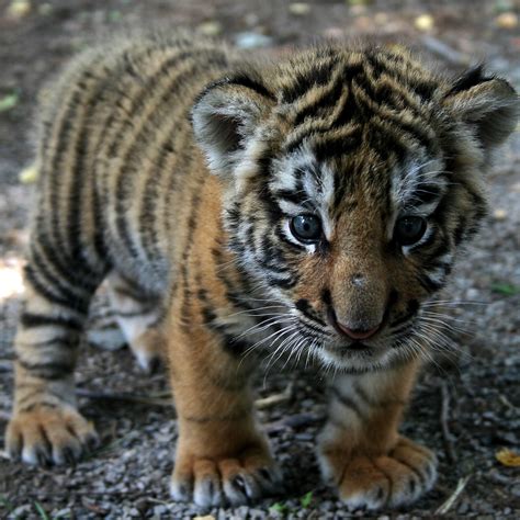 Bebe Tigre 35 Images Fondo De Pantalla De Bebes Tigres Descargar Fondos De Photos Un Tigre Vient De Voir Le Jour Dans Temple Des Tigres Thalande 40 s Tigres Dcouverts