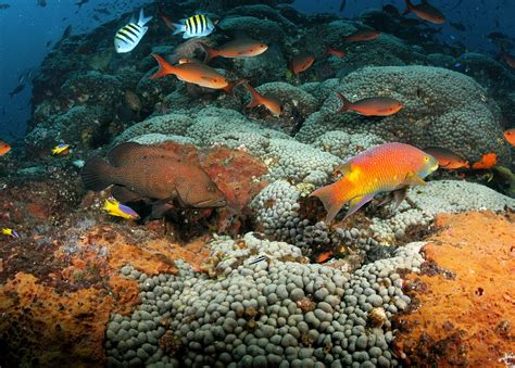 16 Fascinating Facts About Our 16 National Marine Sanctuaries And