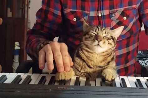 This Amazing Cat Plays Piano Better Than You Ever Could