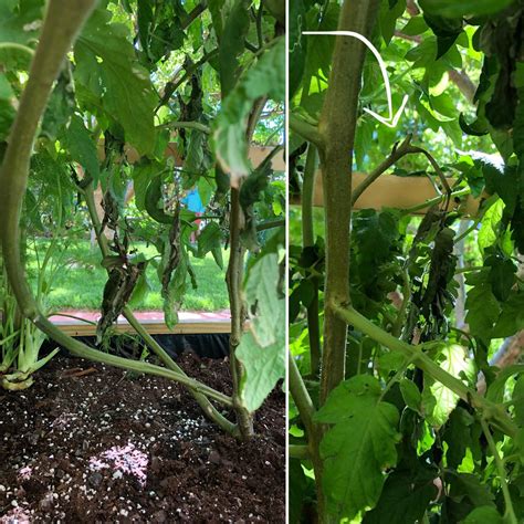 Tomatoes should be planted deeply, with only the top four to six leaves exposed. Our Black Krim tomato is wilting undergrowth stems and ...