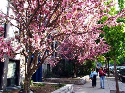 At, or soon after, planting time, wrap the trunk with a tree guard. Planting fruit trees on city streets - Spacing Montreal