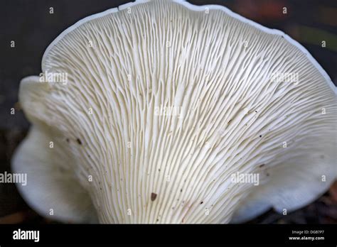 A Wild Mushroom With Decurrent Gills Stock Photo Alamy