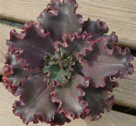 Echeveria Chocolate Ruffles Echeveria Succulents Planting Succulents