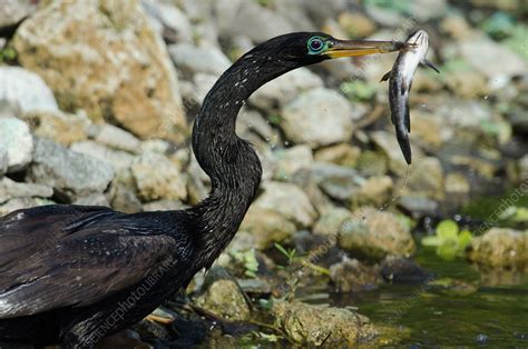 | meaning, pronunciation, translations and examples. Anhinga with Fish - Stock Image - F031/8704 - Science ...