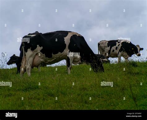 Several White And Black Cows Graze On A Green Grassy Meadow Under A