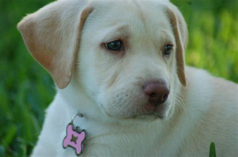 Yellow Lab Puppy Baby Maui Yellow Lab Puppy Baby Puppies Cute Animals