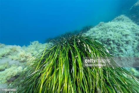 Sea Grass Photos And Premium High Res Pictures Getty Images
