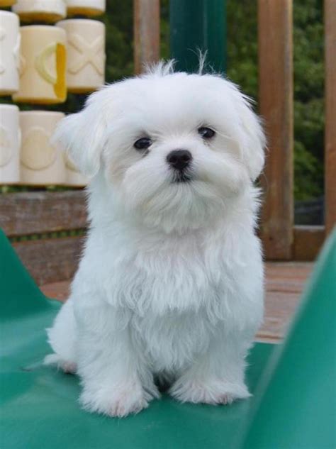 Maltese Maltese Dogs Baby Dogs Cute Dogs