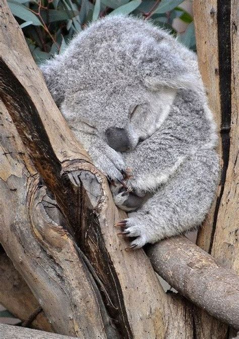 Super Cute Baby Koala Cutest Paw Animal Pinterest