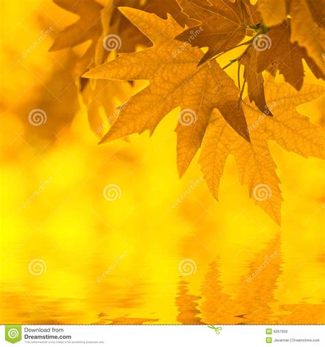 Autumn Leaves Reflecting In Water Stock Illustration Illustration Of