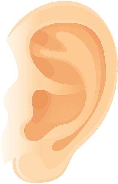 Ears Illustrations Royalty Free Vector Graphics And Clip Art Istock