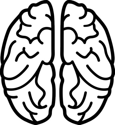 Brain Png Transparent Image Download Size 800x869px