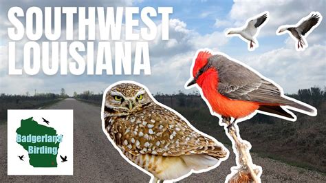 Louisiana Birding Searching For A Rare Burrowing Owl And Vermilion