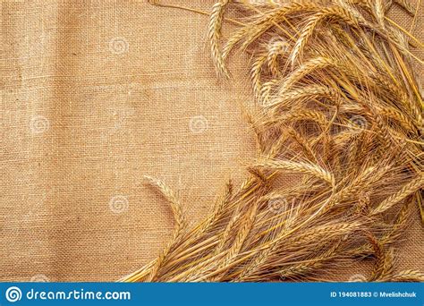 Wheat Field Whole Barley Harvest Wheat Sprouts Stock Image Image