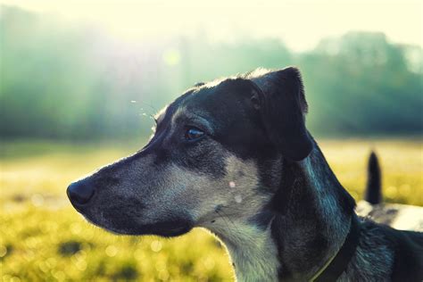 De Meest Voorkomende Huidproblemen Bij Honden En Hoe Je Ze Kunt