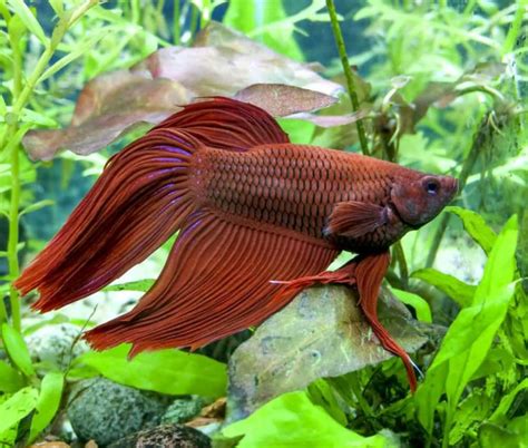 27 Of The Best Plants For Betta Fish Including Floating