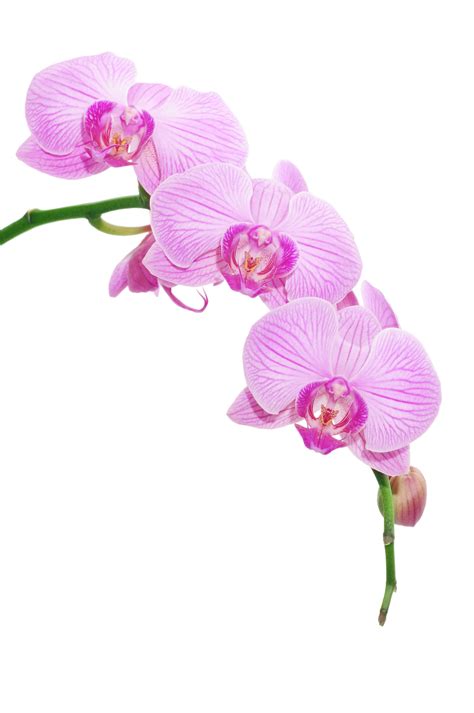Orchid Clipart Beautiful Orchid Beautiful Transparent Free For