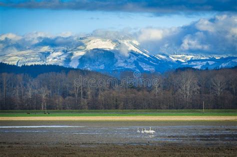 Trumpeter Swans In The Skagit Valley Stock Photo Image Of Bird