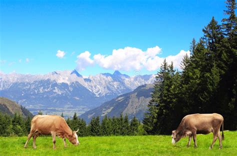 A Cow Grazing On Mountain Slopes The Concept Of Environmentally