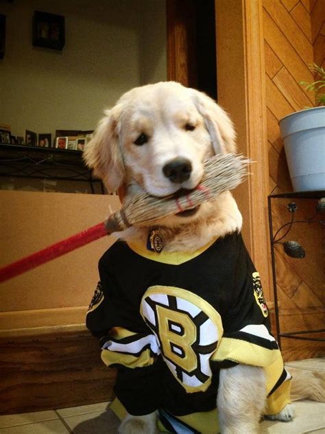 Bruins Fan I Love It Most Beautiful Dog Breeds Beautiful Dogs Cute