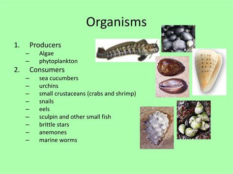 Ppt Tide Pool Ecology Powerpoint Presentation Free Download Id5320113