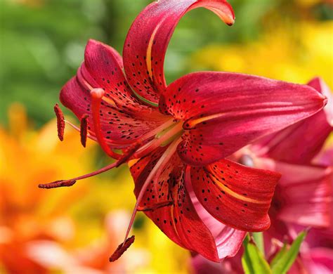 Lily Birds And Blooms